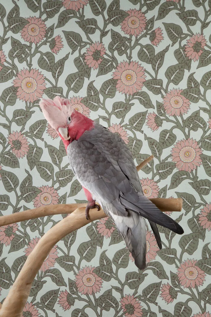 Galah