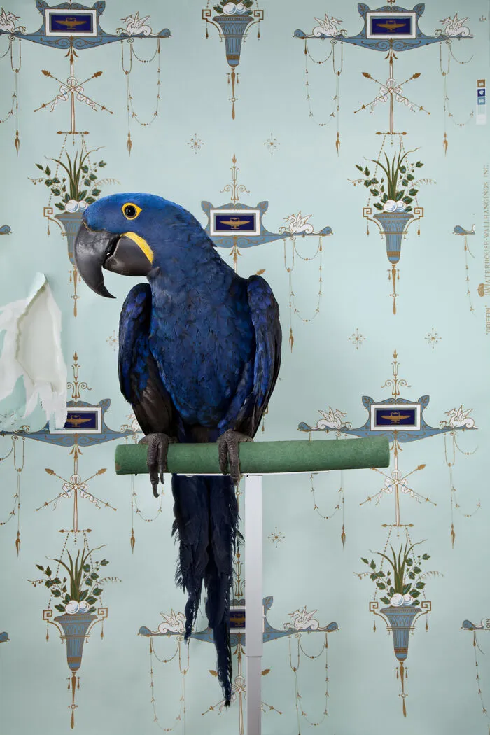 Hyacinth Macaw