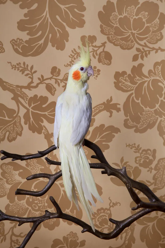 Lutino Cockatiel