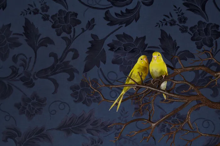 Budgerigar
