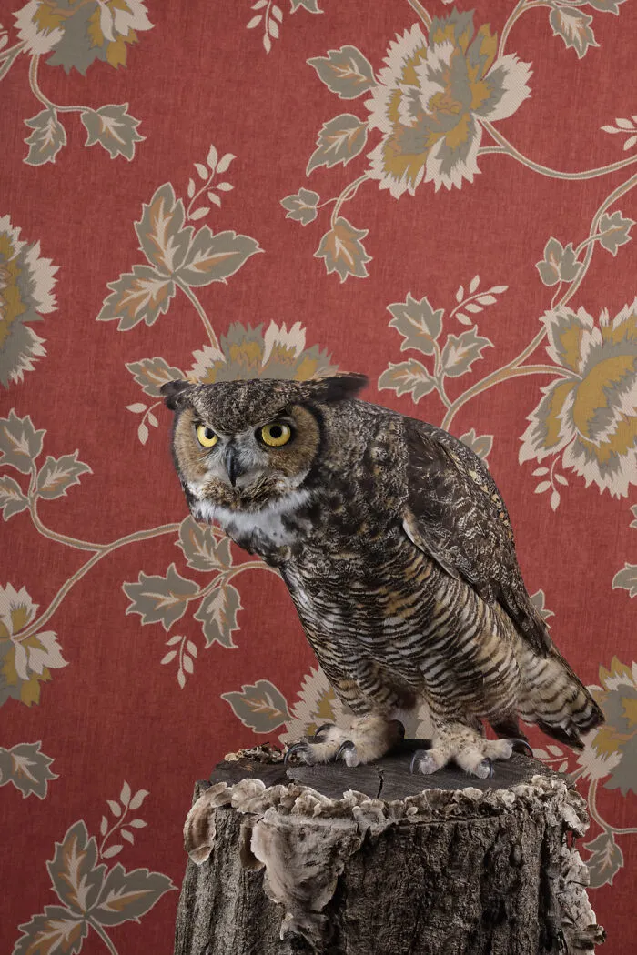 Great Horned Owl
