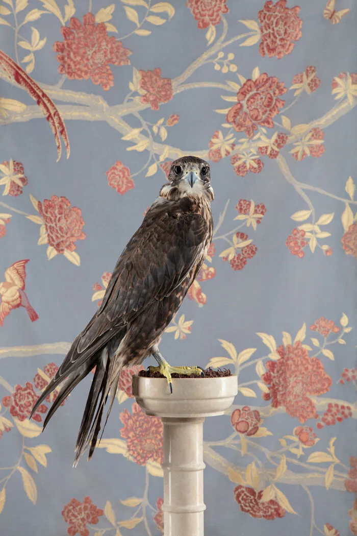 Saker Falcon