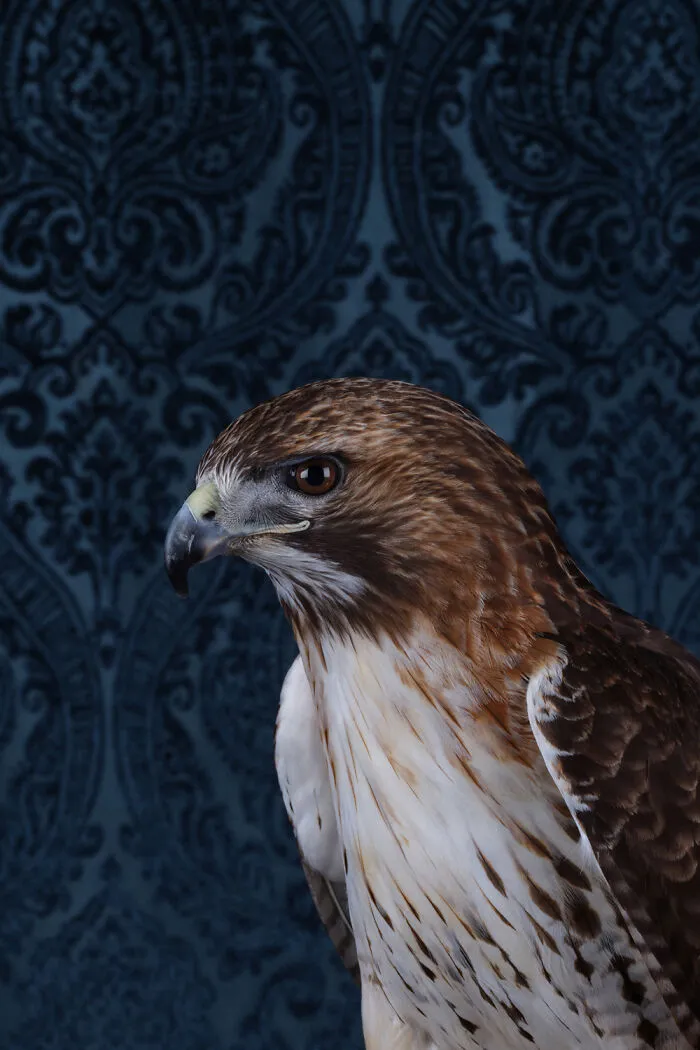 Red-Tailed Hawk