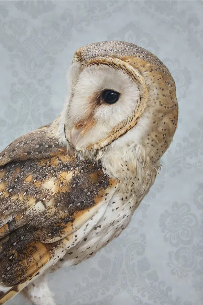 Barn Owl