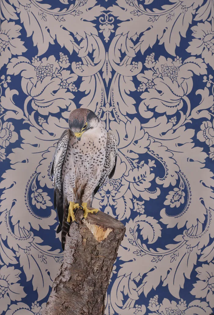 Lanner Falcon
