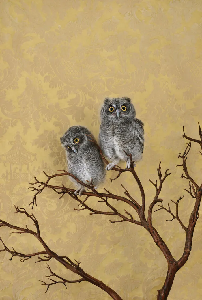 Spotted Eagle Owlets