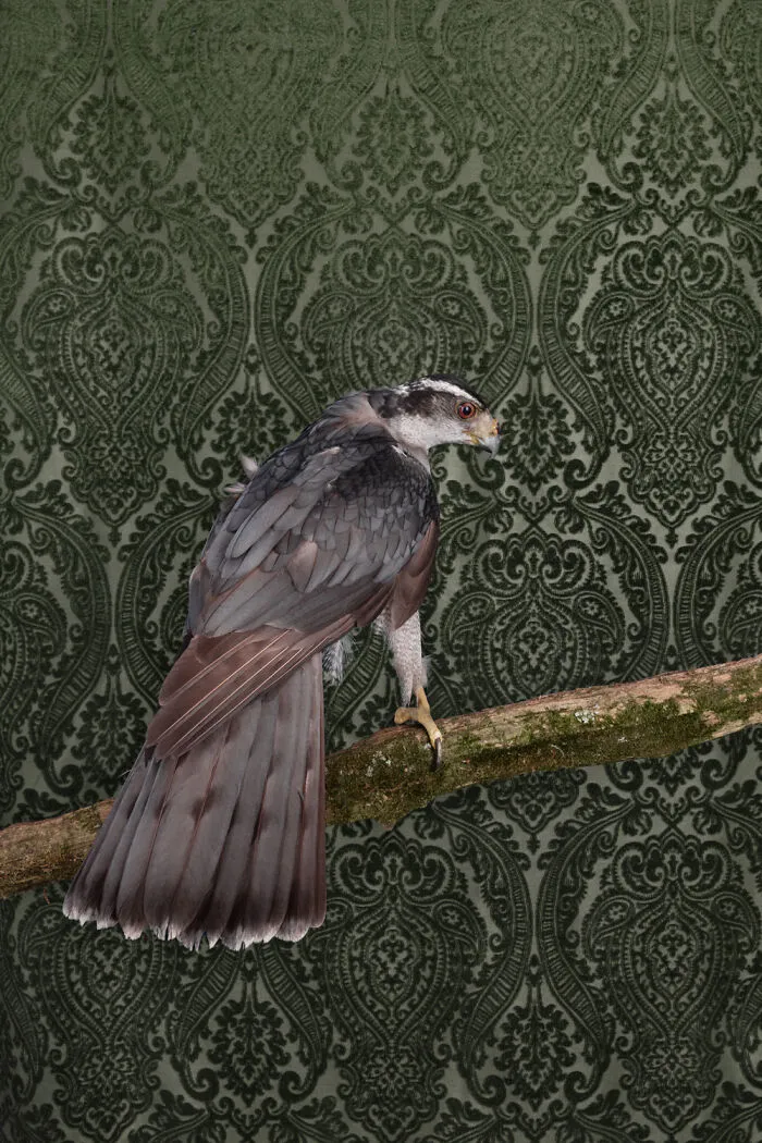 American Goshawk
