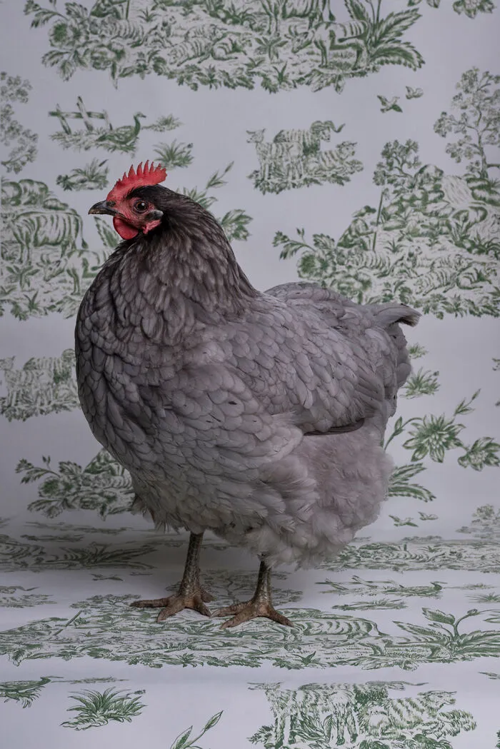 Blue Americanus Chicken