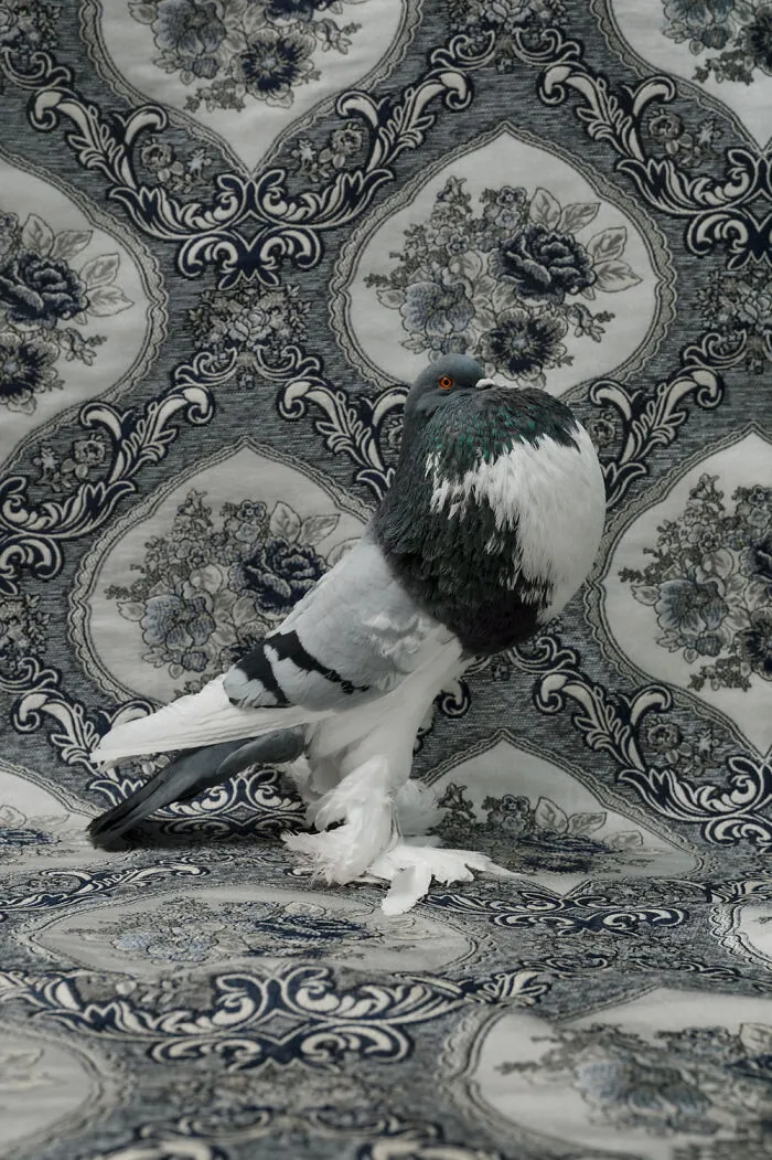English Pouter Pigeon