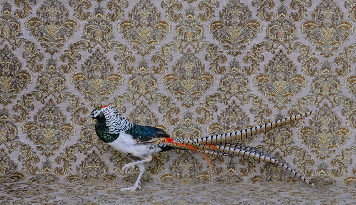 Lady Amherst Pheasant