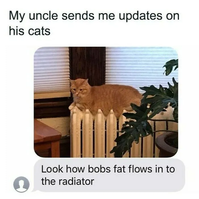 A text message shows an orange cat resting on a radiator, its body comically flowing over the top. This positive post might make your day.