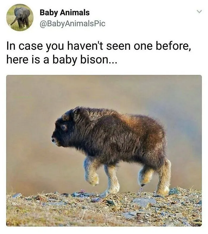 77 Pure And Funny Animal Memes To Calm Your Brain (New Pics)