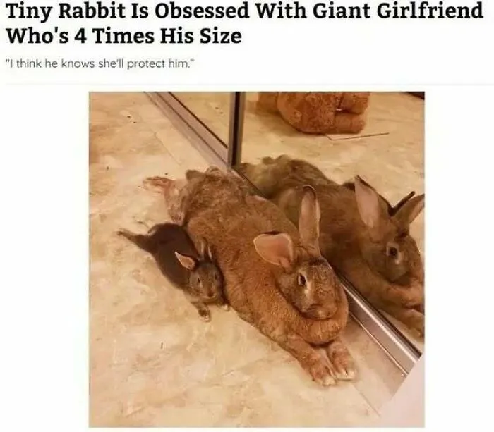 A tiny black rabbit snuggles against a large brown rabbit, reflected in a mirror. Positive posts to make your day.