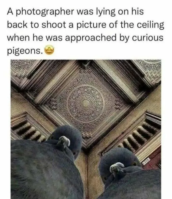 Two curious pigeons peer down at a camera, with a decorative ceiling above them. Positive posts for a good day.