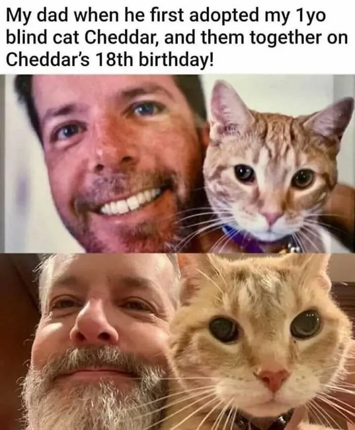A man and his ginger cat, Cheddar, pictured at adoption and 18 years later, a positive post that makes your day.
