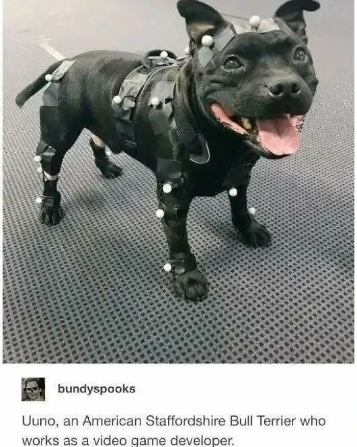 A happy black American Staffordshire Bull Terrier, Uuno, in a motion capture suit, looking like a video game developer. Might make your day!