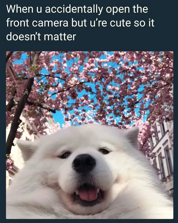 A fluffy white dog smiles at the camera with pink cherry blossoms and a blue sky in the background, making a positive post.