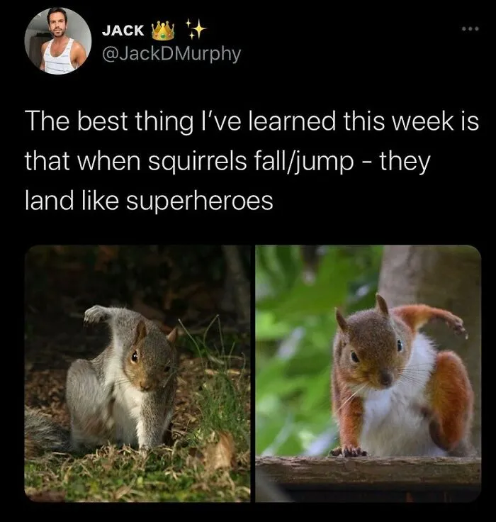 77 Pure And Funny Animal Memes To Calm Your Brain (New Pics)