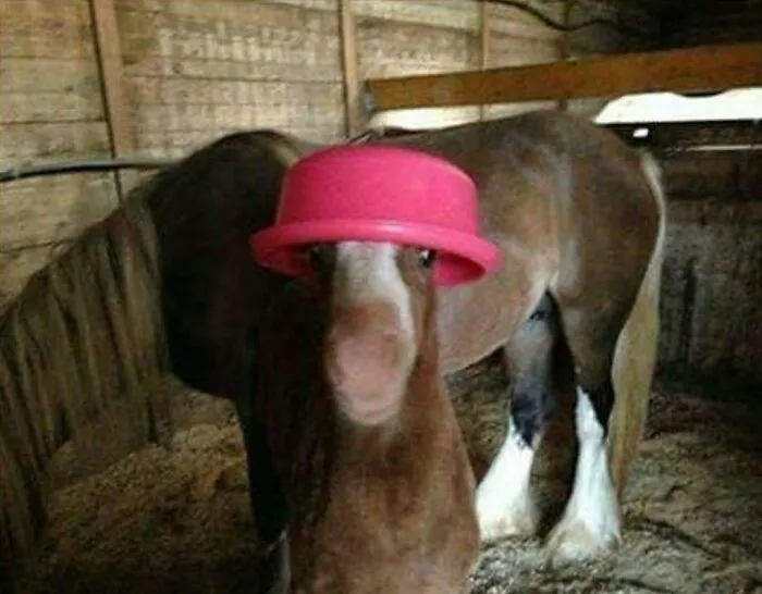 60 Times Animals Were Caught Doing Something So Uniquely Weird People Just Had To Take A Photo (New Pics)