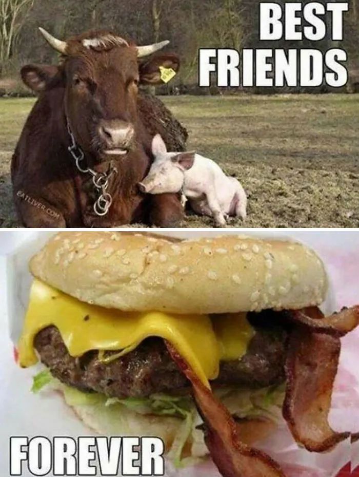 Best friends cow and pig with bacon cheeseburger food meme