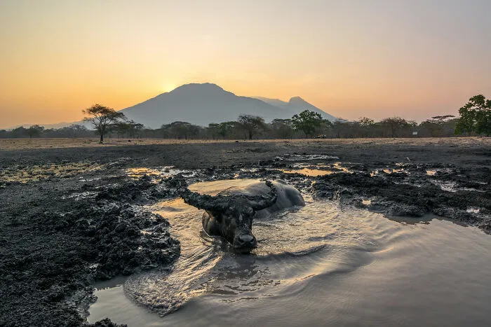 A Feral Buffalo (Bubalus Bubalis) Soaking At The Bekol Savannah In Baluran National Park, East Java, Indonesia