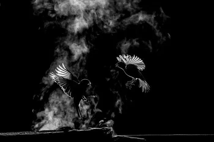 “Backlight Ritual” By Luisa Lynch
