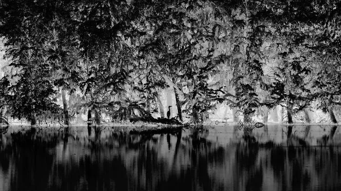 “Forest” By Sihang Chen