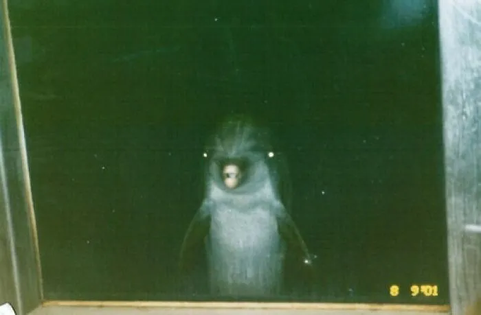 37 Creepy Photos That Seem Completely Normal Until You Notice One Detail