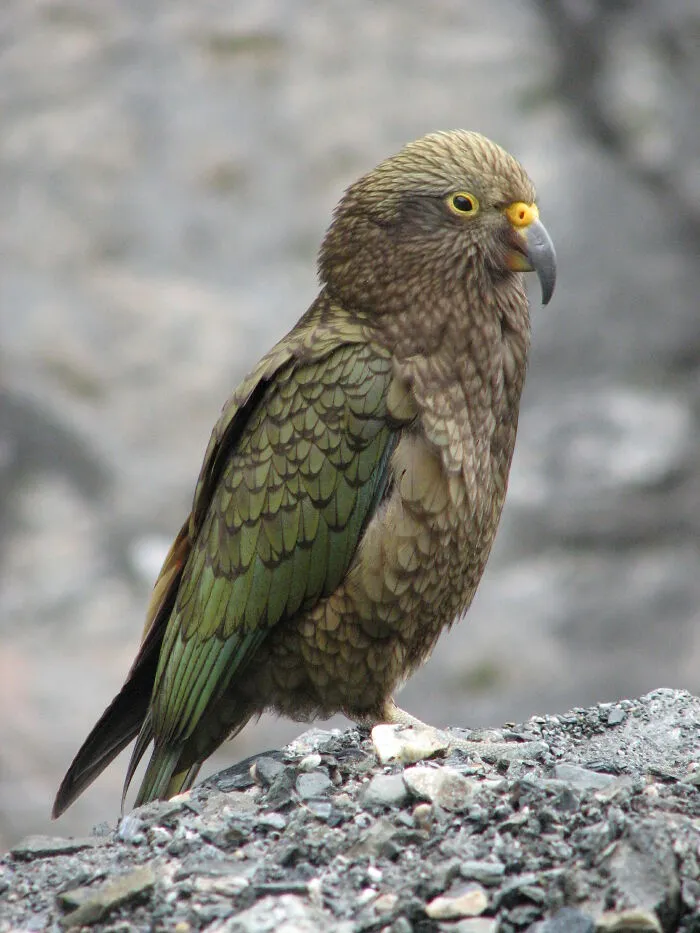 New Zealand