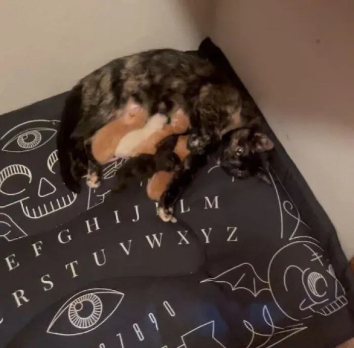 48 Pets Get Roasted So Brutally Online That Their Owners Are Still Processing It
