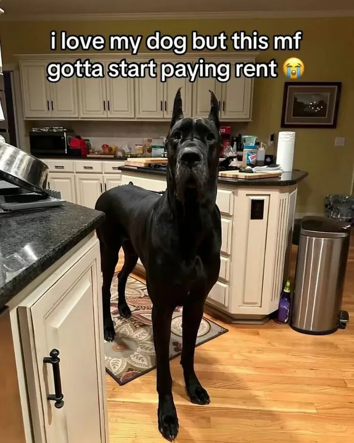 This Page Shared 38 Dog Memes That Capture How Hilariously Strange Canine Logic Is
