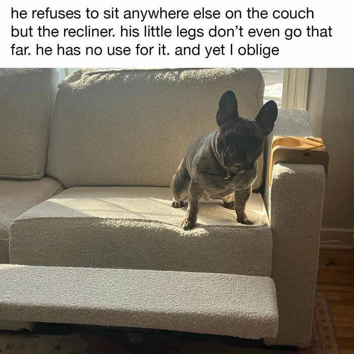 This Page Shared 38 Dog Memes That Capture How Hilariously Strange Canine Logic Is