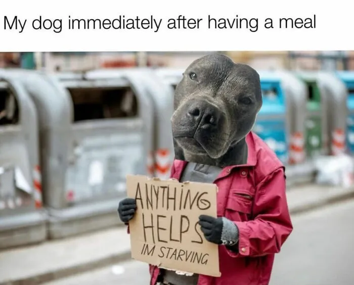 This Page Shared 38 Dog Memes That Capture How Hilariously Strange Canine Logic Is