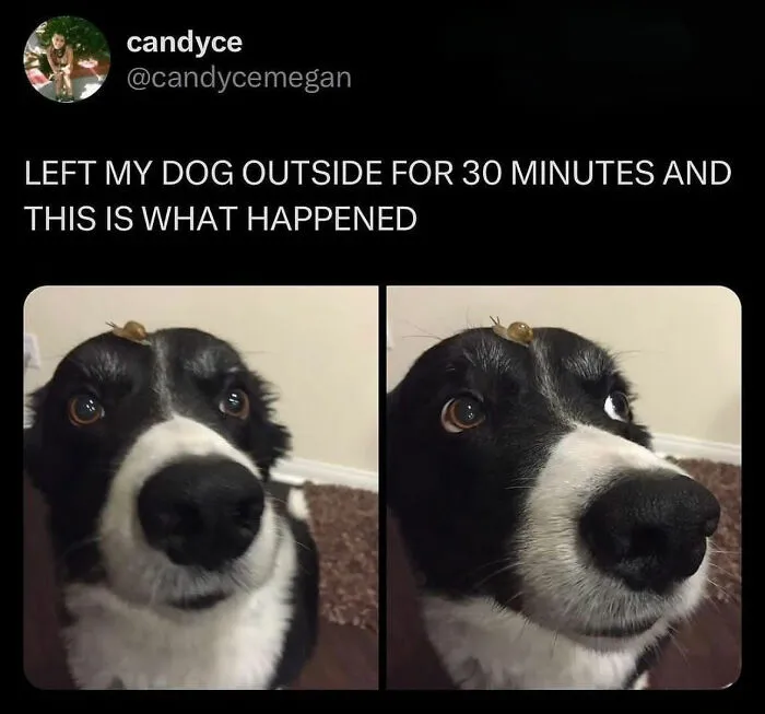 This Page Shared 38 Dog Memes That Capture How Hilariously Strange Canine Logic Is