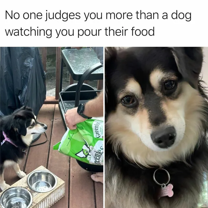 This Page Shared 38 Dog Memes That Capture How Hilariously Strange Canine Logic Is