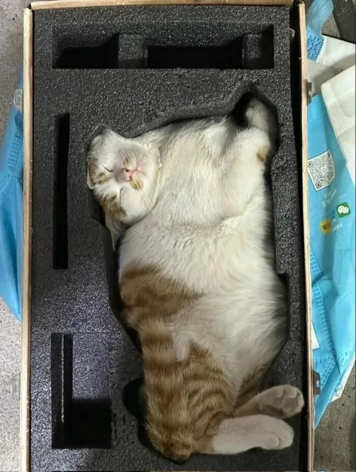 This Facebook Page Shares Animal Images That Feel Way Too Important To Ignore (38 New Pics)