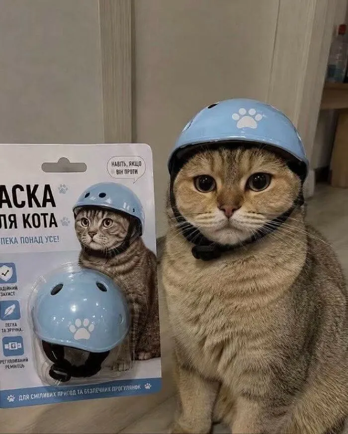 This Facebook Page Shares Animal Images That Feel Way Too Important To Ignore (38 New Pics)