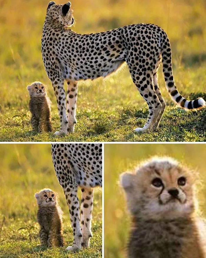 This Facebook Page Shares Animal Images That Feel Way Too Important To Ignore (38 New Pics)