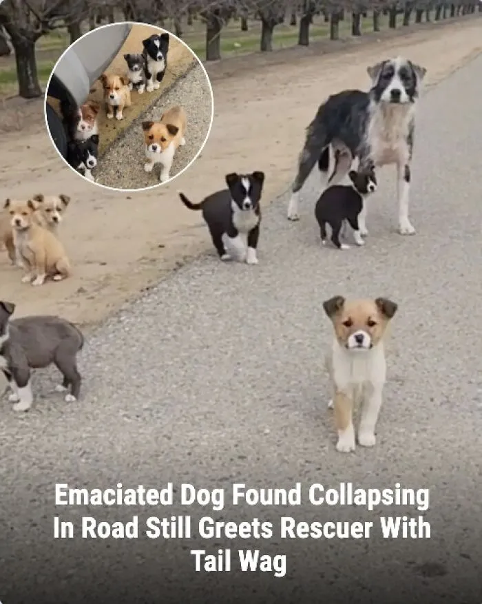 This Page Shared The Stories Of 28 Animals Whose Lives Changed After Someone Finally Came To Help