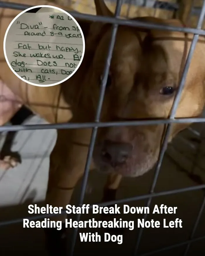 This Page Shared The Stories Of 28 Animals Whose Lives Changed After Someone Finally Came To Help