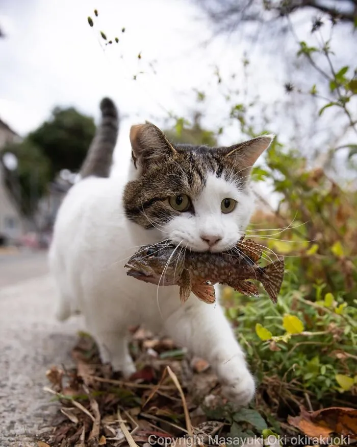 Masayuki Oki’s 50 Latest Street Cat Photos Perfectly Capture The Chaos Of Feline Life