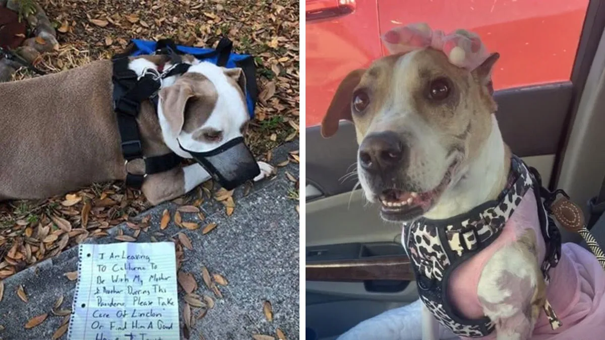 12 Historias de animales cuyas vidas cambiaron después de que alguien por fin los ayudara