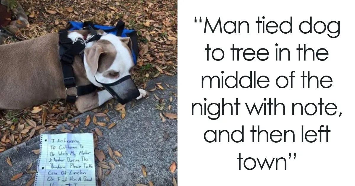 This Page Shared The Stories Of 28 Animals Whose Lives Changed After Someone Finally Came To Help