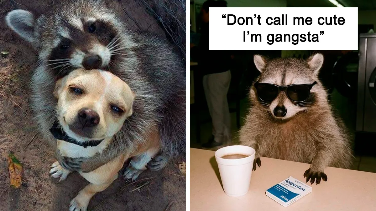 47 Cute And Hilarious Raccoon Pics That Might Steal Your Heart