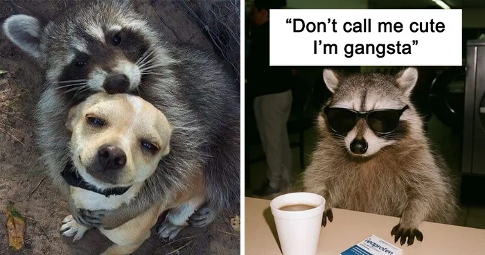 47 Cute And Hilarious Raccoon Pics That Might Steal Your Heart
