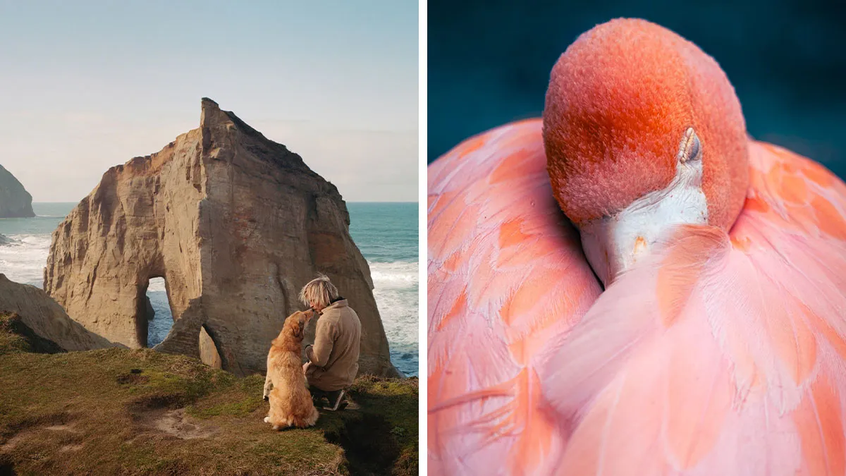 20 Powerful Photos From The 2026 Animal Kingdom Competition By Life Framer