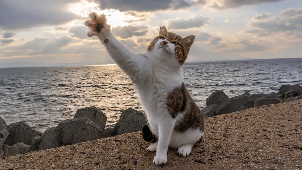 Masayuki Oki’s 50 Latest Street Cat Photos Perfectly Capture The Chaos Of Feline Life