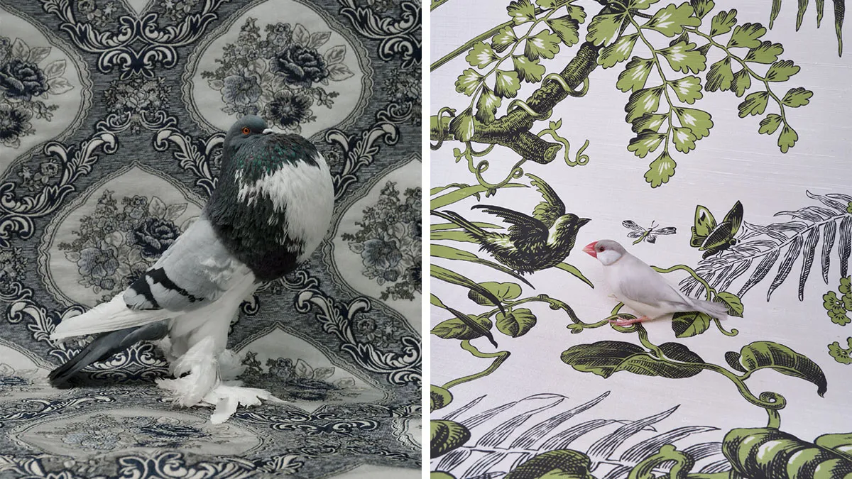 Photographer Captured 21 Colorful Bird Portraits That Blur The Line Between Nature And Art History