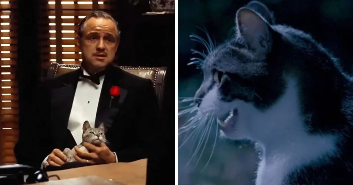 83 Unexpected Cat Cameos In Movies You Probably Missed The First Time 