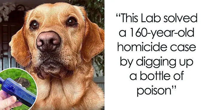 From Rescue Miracles To Emotional Reunions: 32 New Dog Stories Shared By 'We Rate Dogs' 